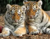 Jigsaw Puzzle Tiger cubs