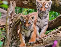 Rompicapo tiger cubs