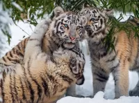 Jigsaw Puzzle tiger cubs