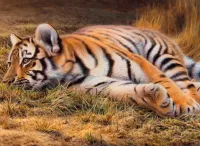 パズル Tiger cub