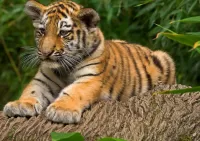 Puzzle Tiger cub