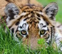 Rompecabezas Tiger cub