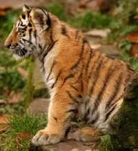Quebra-cabeça Tiger cub