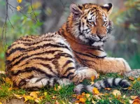Jigsaw Puzzle tiger cub