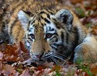 Rätsel tiger cub