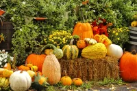 Jigsaw Puzzle Pumpkins and hay