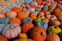 Jigsaw Puzzle Pumpkins at the festival