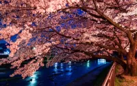 Zagadka Tokyo Sakura