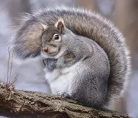 Quebra-cabeça Fat squirrel