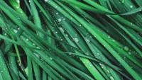 Rätsel Green grass