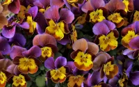 パズル Viola tricolor