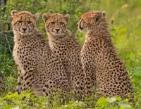 Quebra-cabeça Three Cheetah