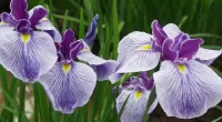 Quebra-cabeça Three irises