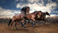 Quebra-cabeça Three horses