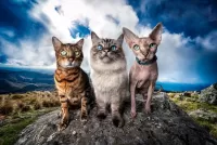 Rompecabezas Three cats