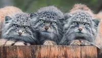 Zagadka Three cats