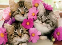 Quebra-cabeça Three kittens