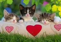Quebra-cabeça Three kittens