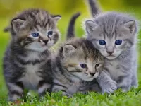 Puzzle Three kittens