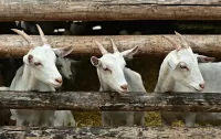 Puzzle Three goats