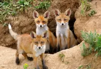 Quebra-cabeça Three Fox
