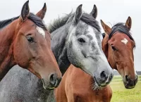 Quebra-cabeça Three horses