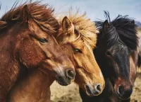 Quebra-cabeça three horses