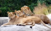 Quebra-cabeça Three lions