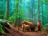 Quebra-cabeça Three bears