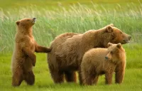 Пазл Три медведя