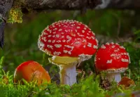 Quebra-cabeça Three mushroom