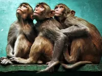 Quebra-cabeça Three monkeys