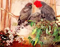 Bulmaca Three parrots