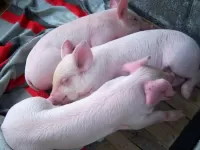 Zagadka The three little pigs