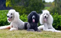 Jigsaw Puzzle Three poodle
