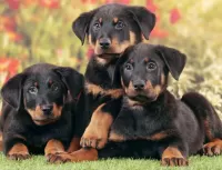 Quebra-cabeça Three puppies