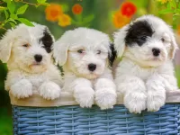 パズル Three puppies