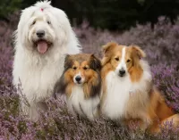 Slagalica Three dogs