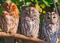 Puzzle three owls