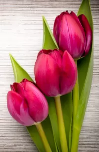 パズル Three tulips