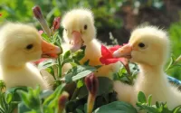 Bulmaca Three duckling