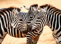 Слагалица Three zebras