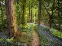 Jigsaw Puzzle Path in forest