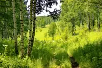 Zagadka Path in the woods