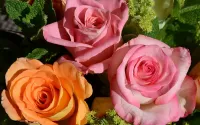 Rompicapo troyka roz