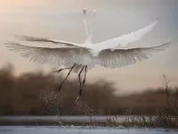 Quebra-cabeça herons