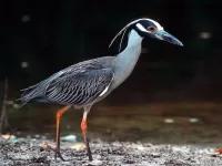 Quebra-cabeça Heron