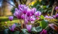 Слагалица Cyclamen