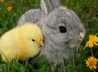Пазл Цыпленок и кролик 