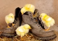 Пазл Цыплята и ботинки